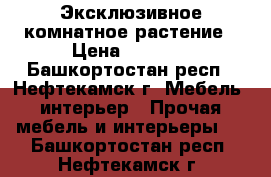 Эксклюзивное комнатное растение › Цена ­ 7 250 - Башкортостан респ., Нефтекамск г. Мебель, интерьер » Прочая мебель и интерьеры   . Башкортостан респ.,Нефтекамск г.